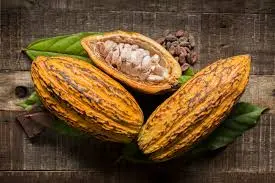 cocoa pod|| cocoa in Africa